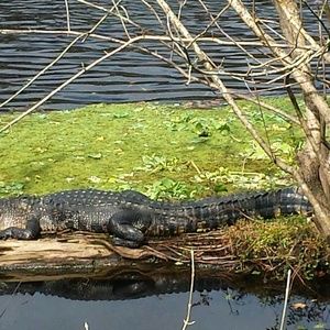 Meet your Posher, Joy